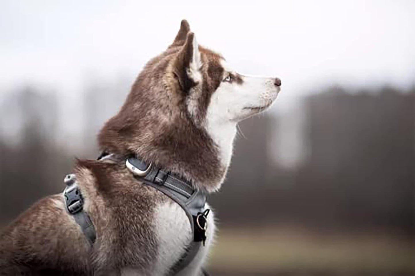 Adjustable No-Pull Reflective Dog Harness - Comfortable Control Vest in Stylish Gray (Large)