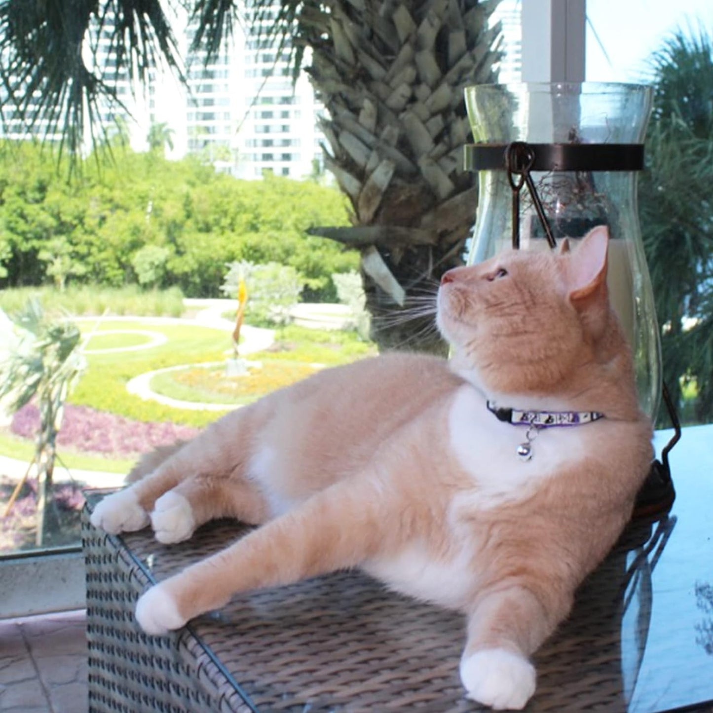 Glow in the Dark Cat Collar with Breakaway Safety Buckle & Bell Adjustable Kitten Collar, Teal